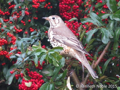 mistle thrush (Turdus viscivorus) Kenneth Noble